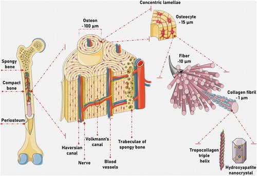 What Does Collagen Provide As A Component Of Bone